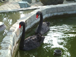 大山-天鵝.jpg 大山-天鵝.jpg