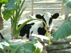 大山-牛.jpg 大山-牛.jpg