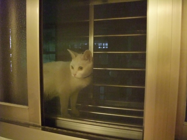 阿白.JPG 阿白.JPG