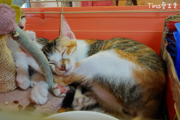 小貓睡覺好可愛