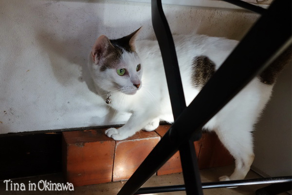 純ちゃん出來散步