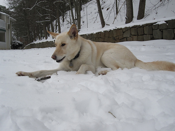 Snow 1-10-11 023.JPG