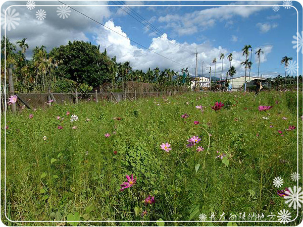 波斯菊花田_1.jpg 波斯菊花田_1.jpg