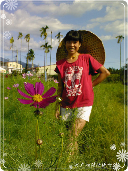 波斯菊花田_4.jpg 波斯菊花田_4.jpg