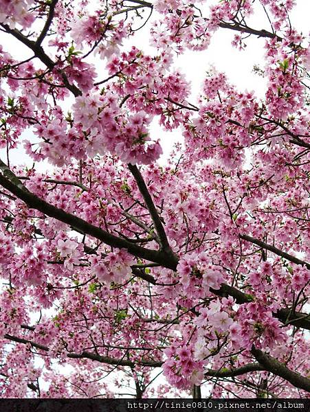 陽明山櫻花10.JPG 陽明山櫻花10.JPG
