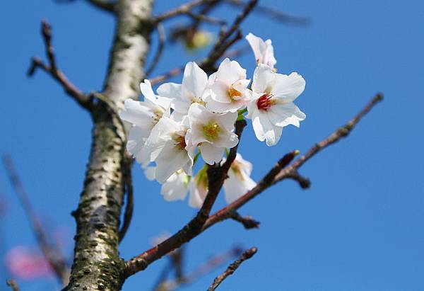 三芝,櫻花步道,群櫻紛飛慢步行,三芝三生步道 三芝,櫻花步道,群櫻紛飛慢步行,三芝三生步道