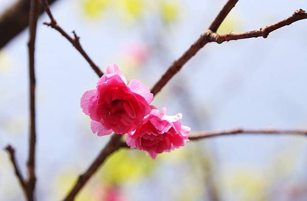 三芝,櫻花步道,群櫻紛飛慢步行,三芝三生步道 三芝,櫻花步道,群櫻紛飛慢步行,三芝三生步道