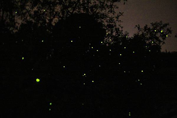 Kampung Kuantan Firefly Park,瓜拉雪蘭莪螢火蟲,世界八大奇觀之一, Kampung Kuantan Firefly Park,瓜拉雪蘭莪螢火蟲,世界八大奇觀之一,