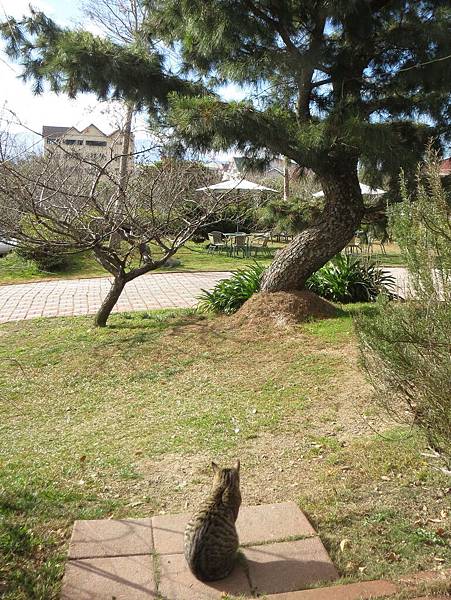 清境莫內花園山莊 清境莫內花園山莊