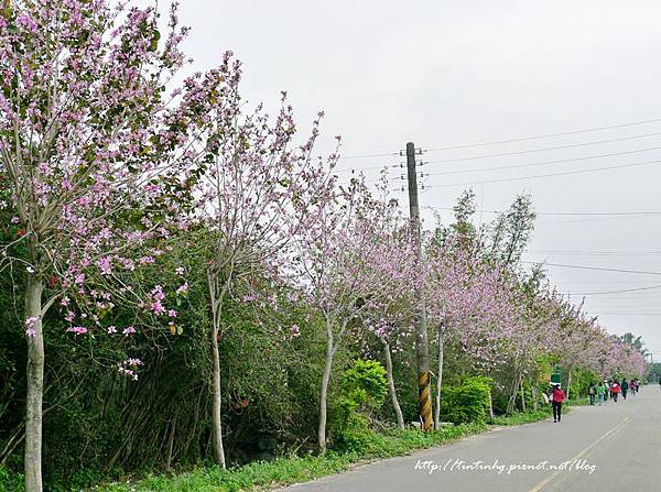 春天賞花一日遊