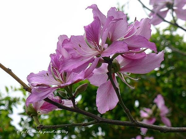 春天賞花一日遊