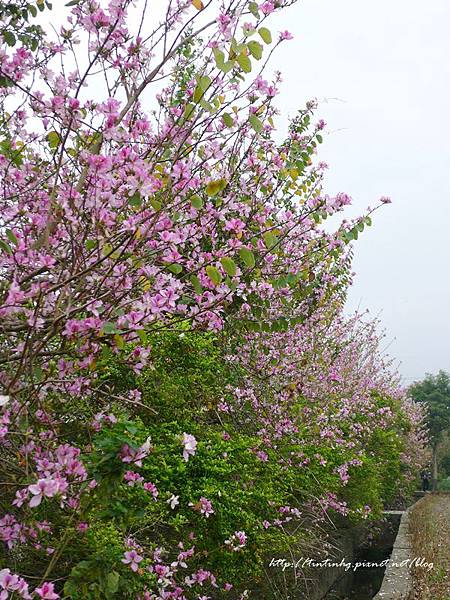 春天賞花一日遊