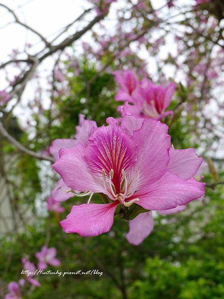 春天賞花一日遊 春天賞花一日遊