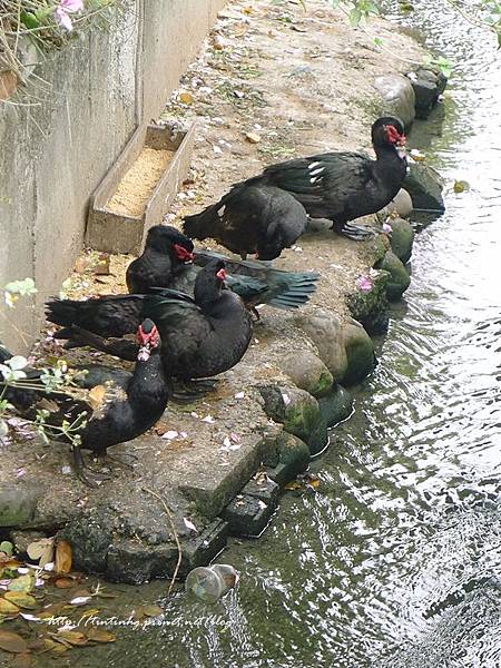 春天賞花一日遊 春天賞花一日遊