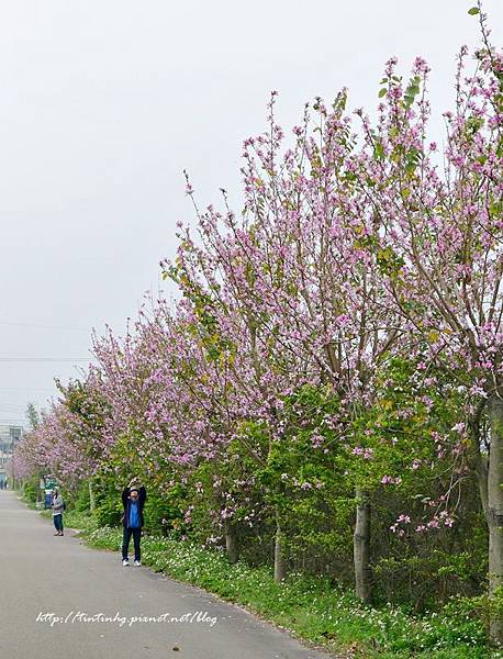 春天賞花一日遊 春天賞花一日遊