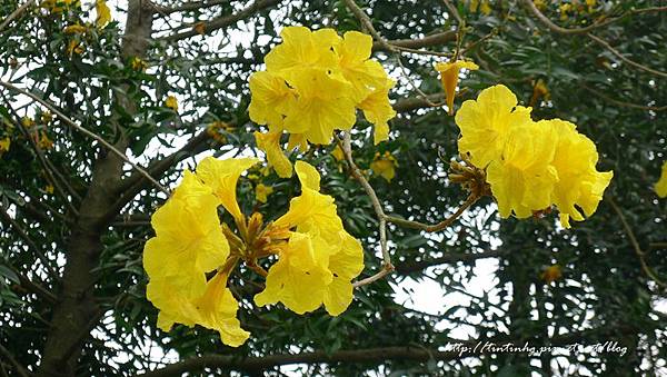 春天賞花一日遊