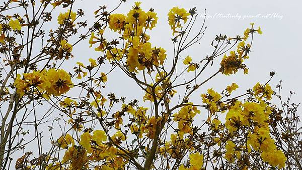 春天賞花一日遊 春天賞花一日遊