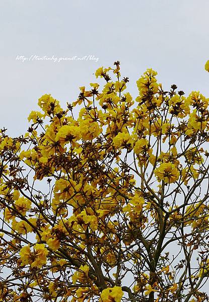 春天賞花一日遊 春天賞花一日遊