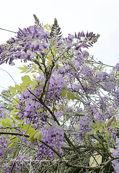 春天賞花一日遊 春天賞花一日遊