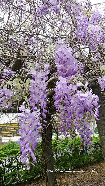 春天賞花一日遊 春天賞花一日遊