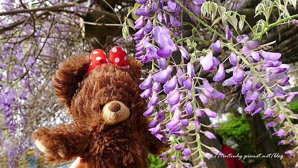 春天賞花一日遊 春天賞花一日遊