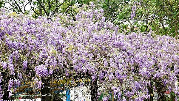 春天賞花一日遊 春天賞花一日遊