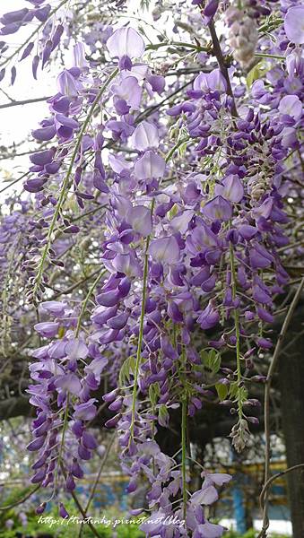 春天賞花一日遊 春天賞花一日遊