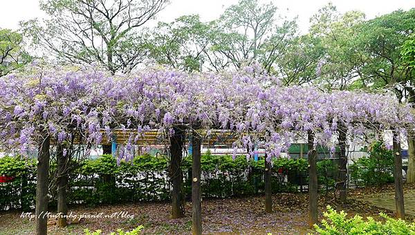 春天賞花一日遊 春天賞花一日遊