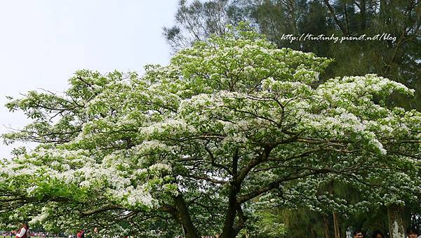 春天賞花一日遊