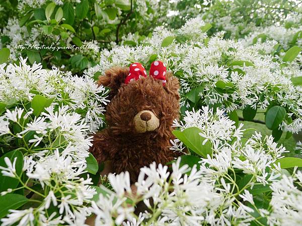 春天賞花一日遊