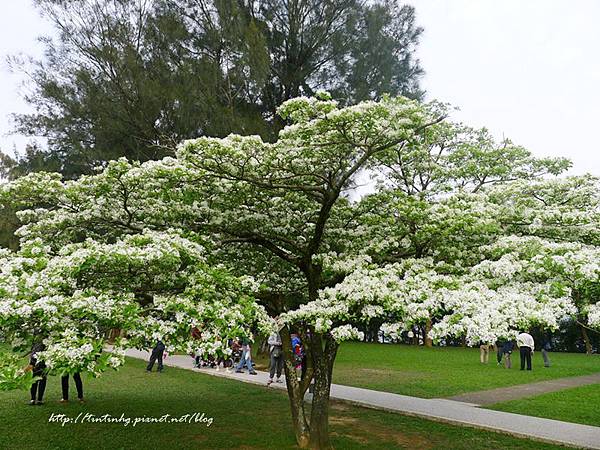 春天賞花一日遊 春天賞花一日遊