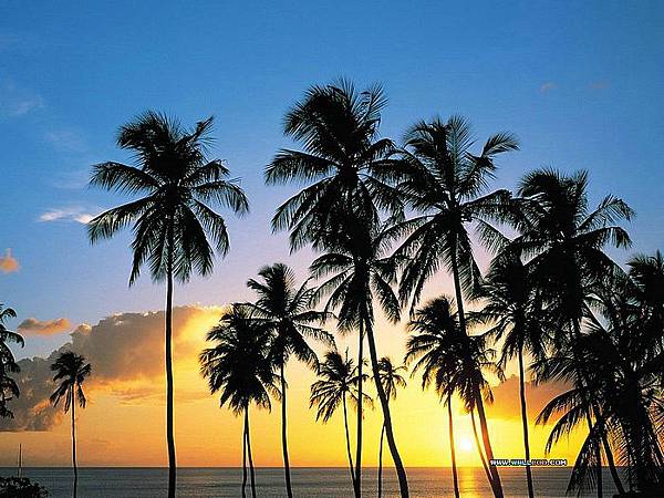 Palm_Paradise_St_Lucia.jpg