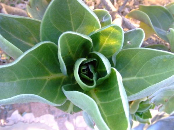DSCF1116.JPG