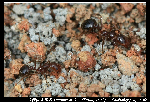 入侵紅火蟻 Solenopsis invicta (Buren, 1972) 