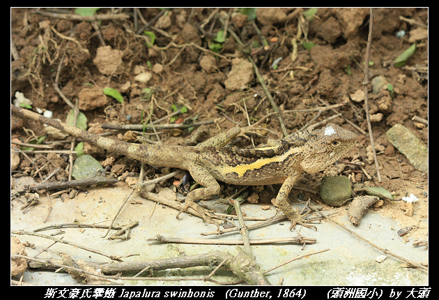 斯文豪氏攀蜥 Japalura swinhonis   (Günther, 1864)  