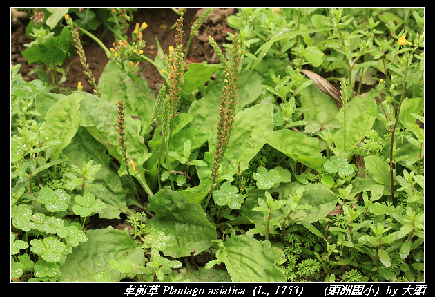 車前草 Plantago asiatica  (L., 1753)