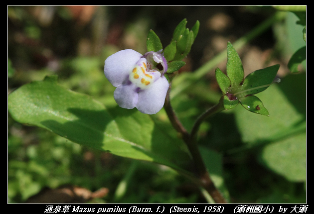 通泉草 Mazus pumilus (Burm. f.)  (Steenis, 1958) 