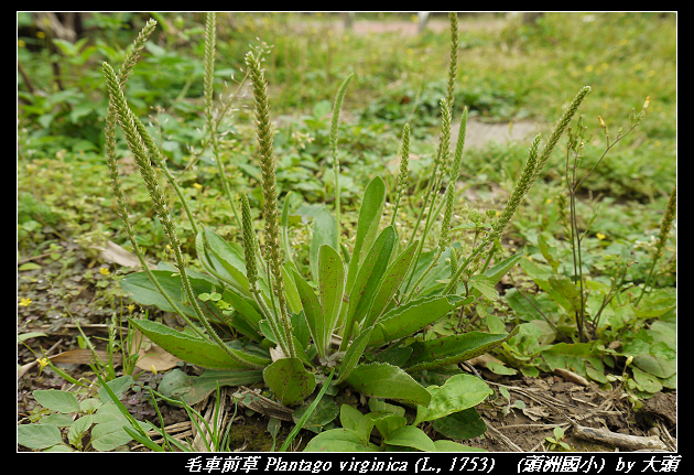 毛車前草 Plantago virginica (L., 1753)  