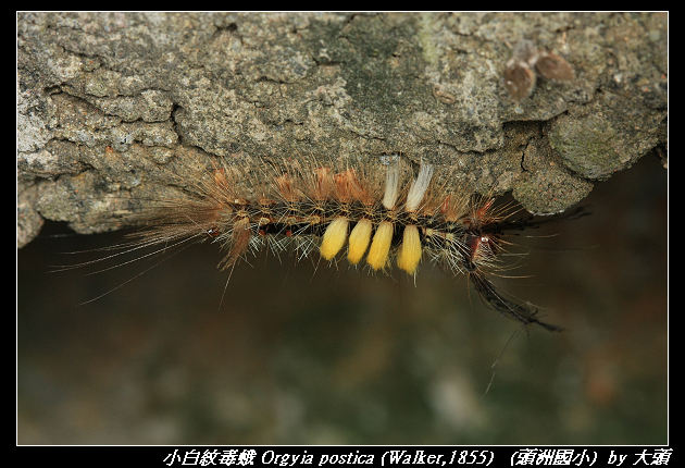 小白紋毒蛾 Orgyia postica (Walker,1855)