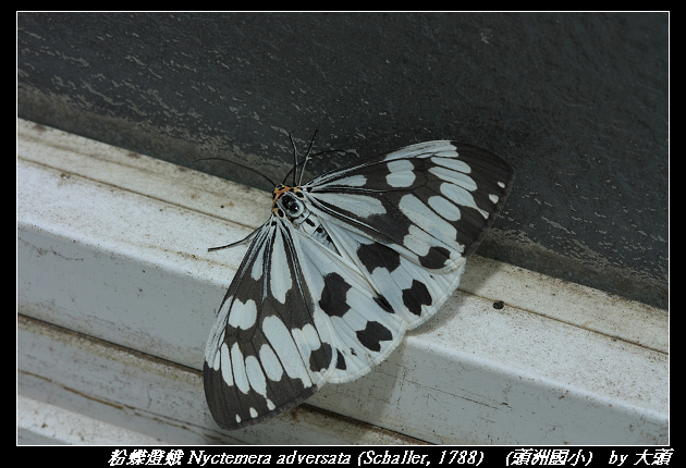 粉蝶燈蛾 Nyctemera adversata (Schaller, 1788) 