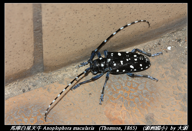 馬庫白星天牛 Anoplophora macularia   (Thomson, 1865)  