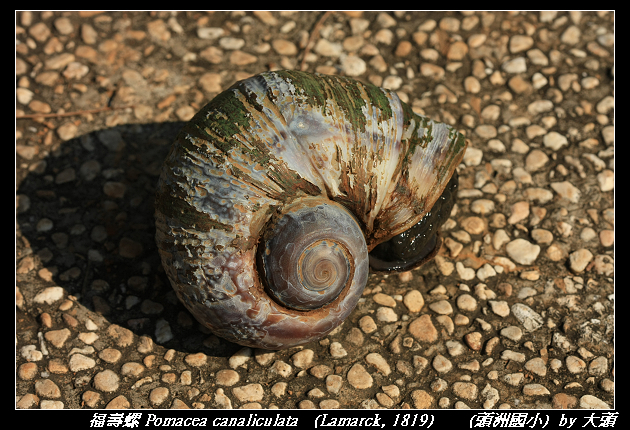 福壽螺 Pomacea canaliculata   (Lamarck, 1819)  