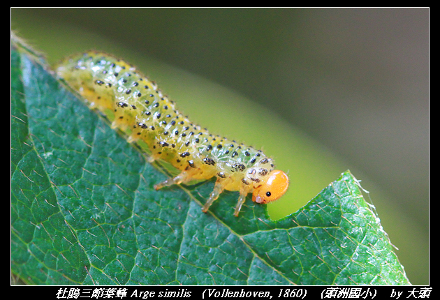 杜鵑三節葉蜂 Arge similis (Vollenhoven, 1860) 