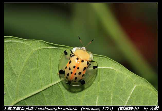 大黑星龜金花蟲 Aspidomorpha miliaris   (Fabricius, 1775)  