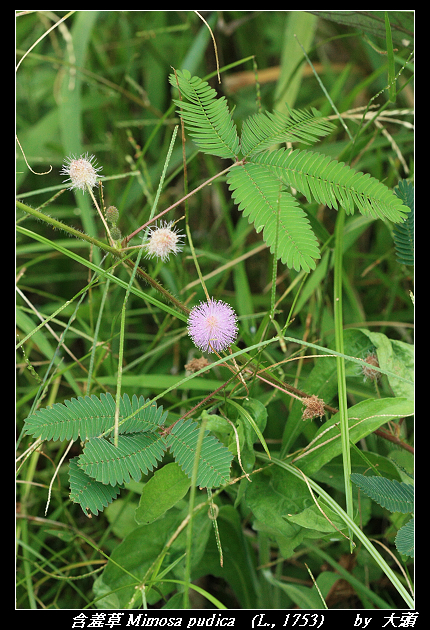 含羞草 Mimosa pudica   (L., 1753) 