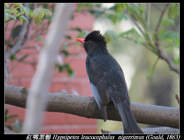 紅嘴黑鵯 Hypsipetes leucocephalus  nigerrimus (Gould, 1863)