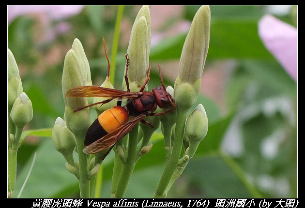 黃腰虎頭蜂 Vespa affinis (Linnaeus, 1764)