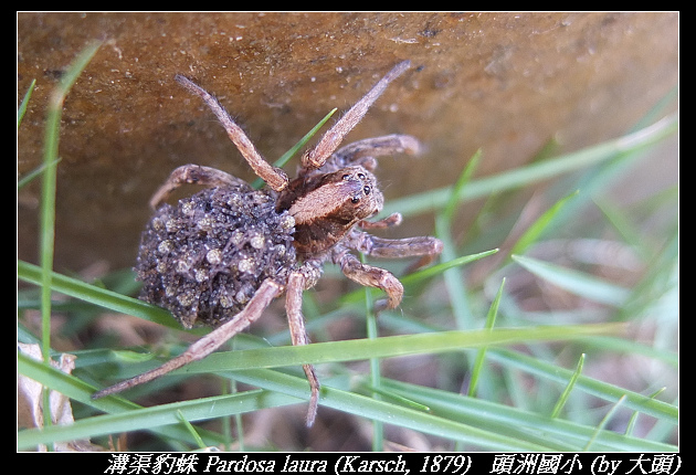 溝渠豹蛛 Pardosa laura (Karsch, 1879) 