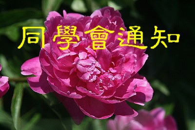 peony
