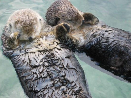 sea_otters_holding_hands1-550x412 sea_otters_holding_hands1-550x412